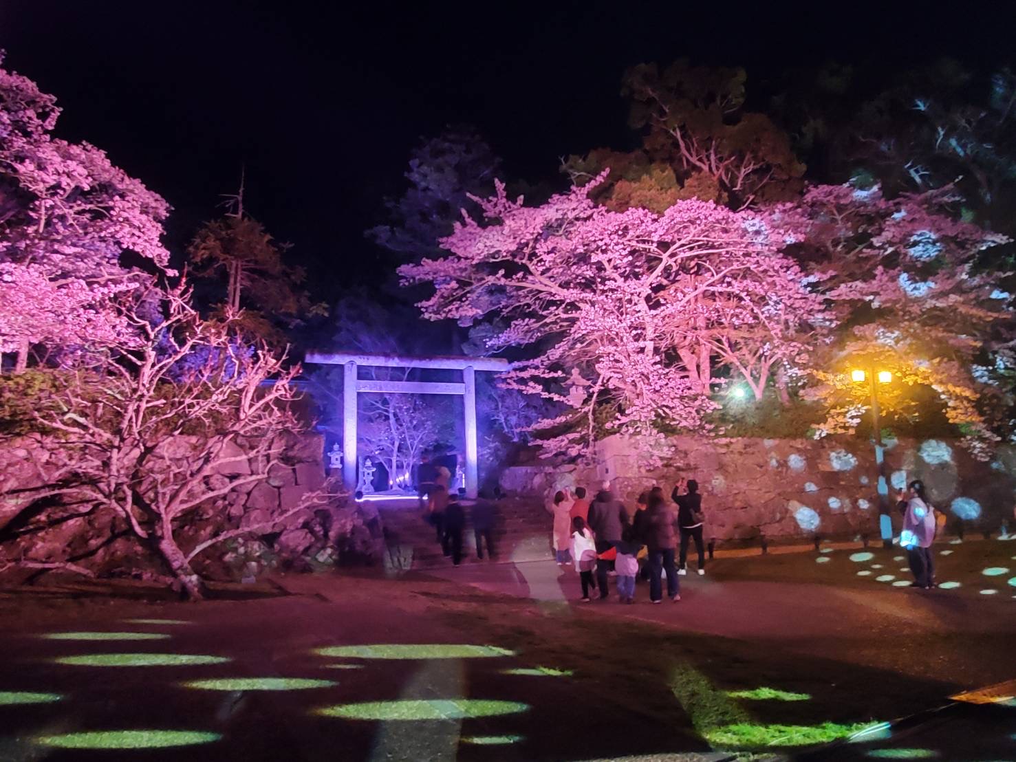 夜桜のライトアップ
