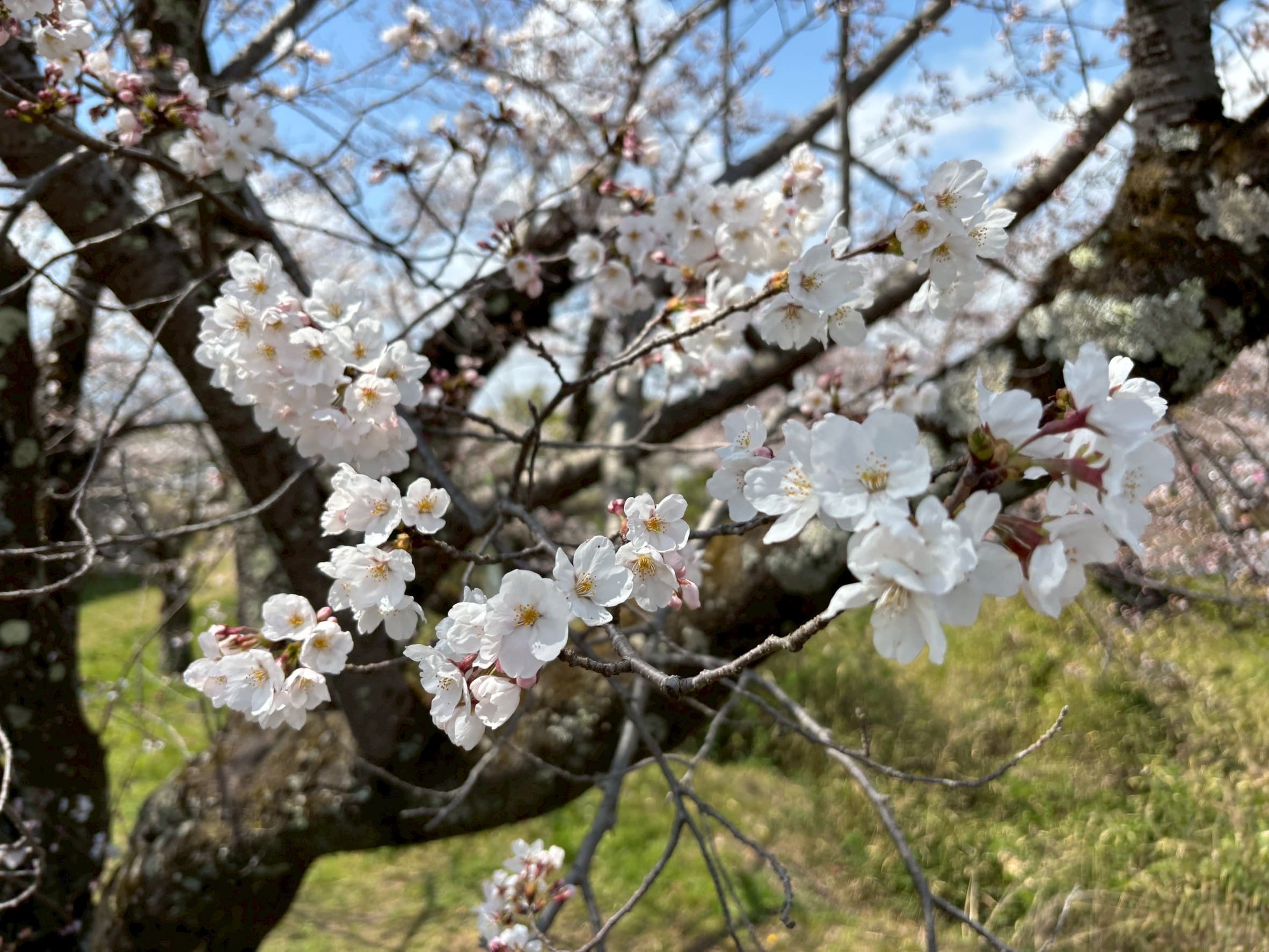 春セクションの画像